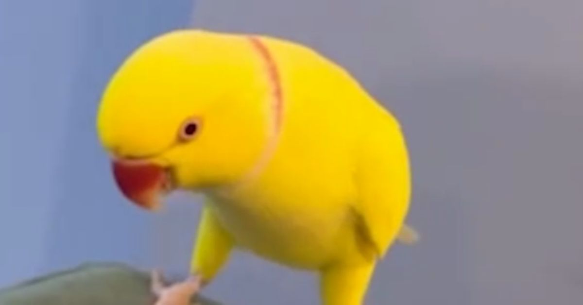 Говорящий попугай разоблачил банду наркоторговцев