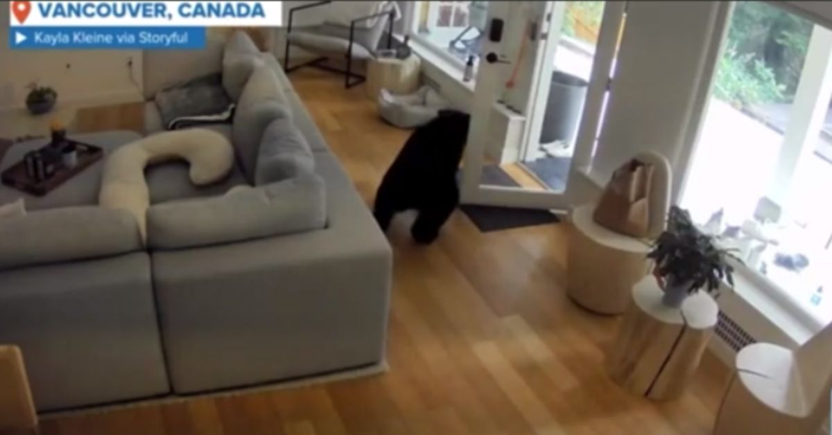 Видеофакт: грозный померанский шпиц прогоняет забредшего в дом медведя 