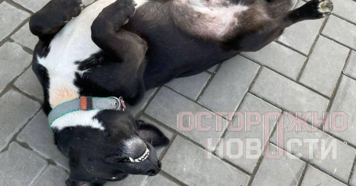 Краснодарские ребятишки подозреваются в жестоком убийстве пса Уголька