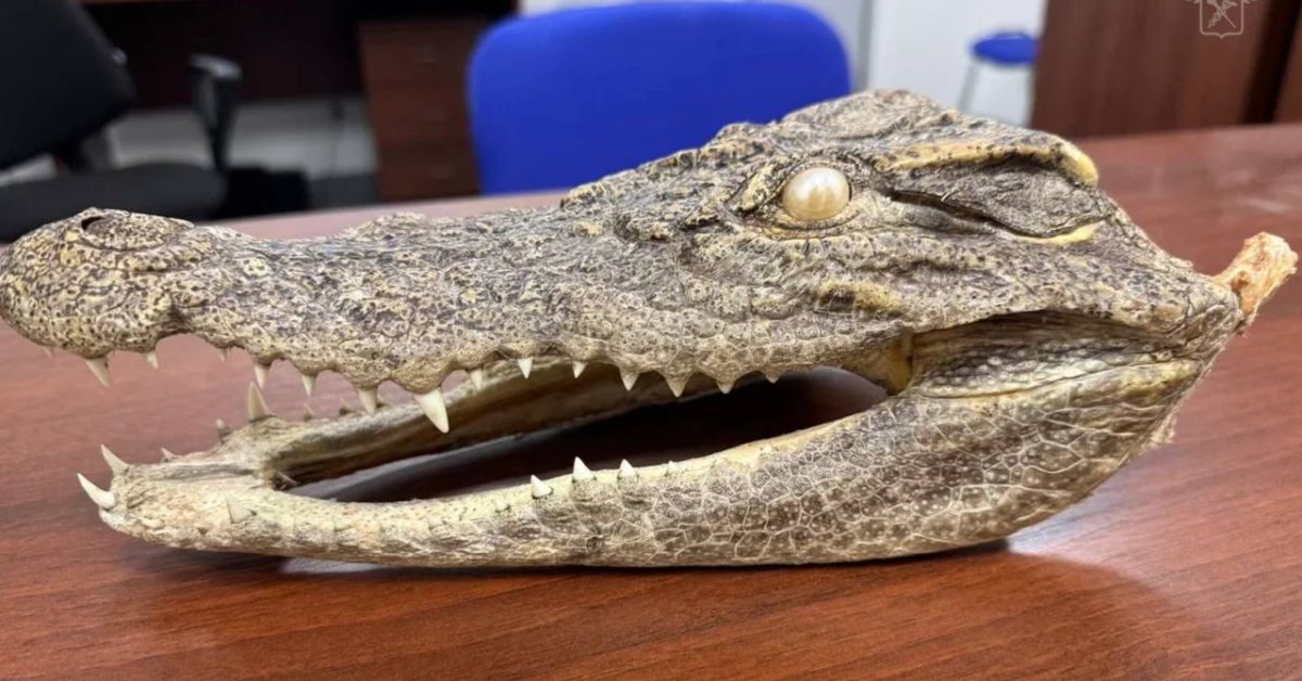 Будете во Вьетнаме — не покупайте голову крокодила. Укусит, за кошелек