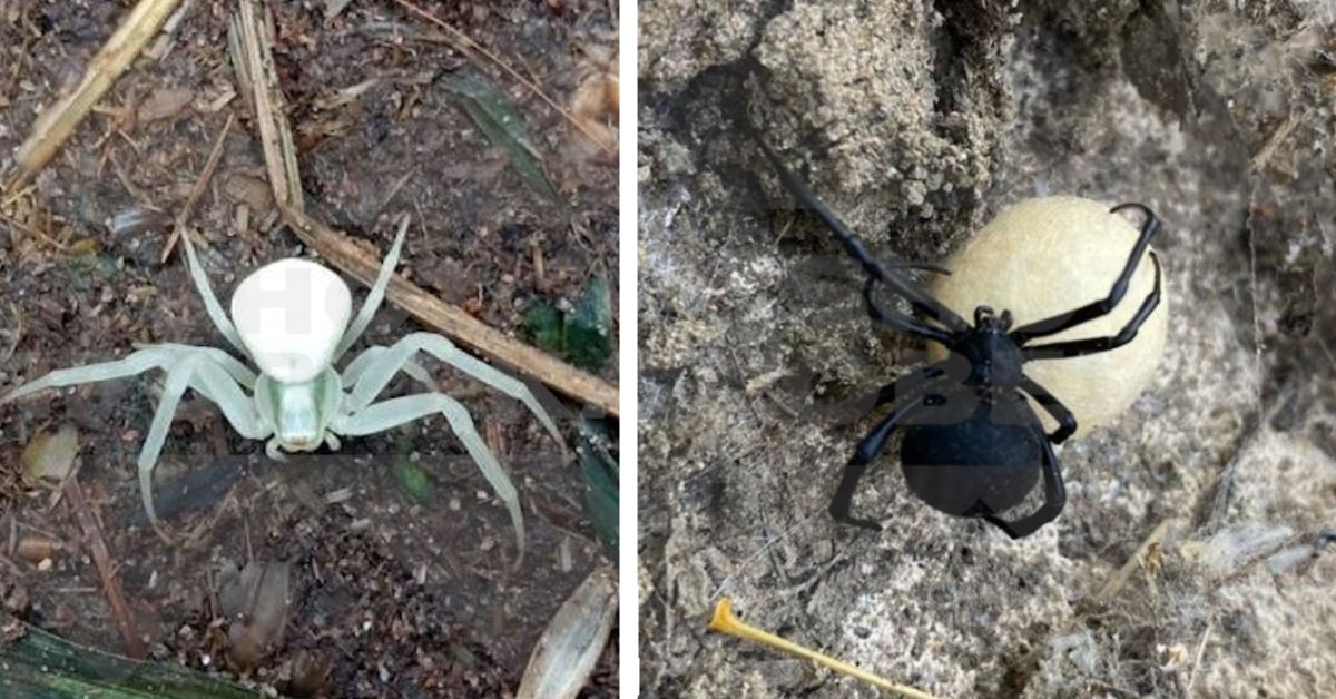 Юг Росии спецоперируют вдовы: черные, белые, ложные...