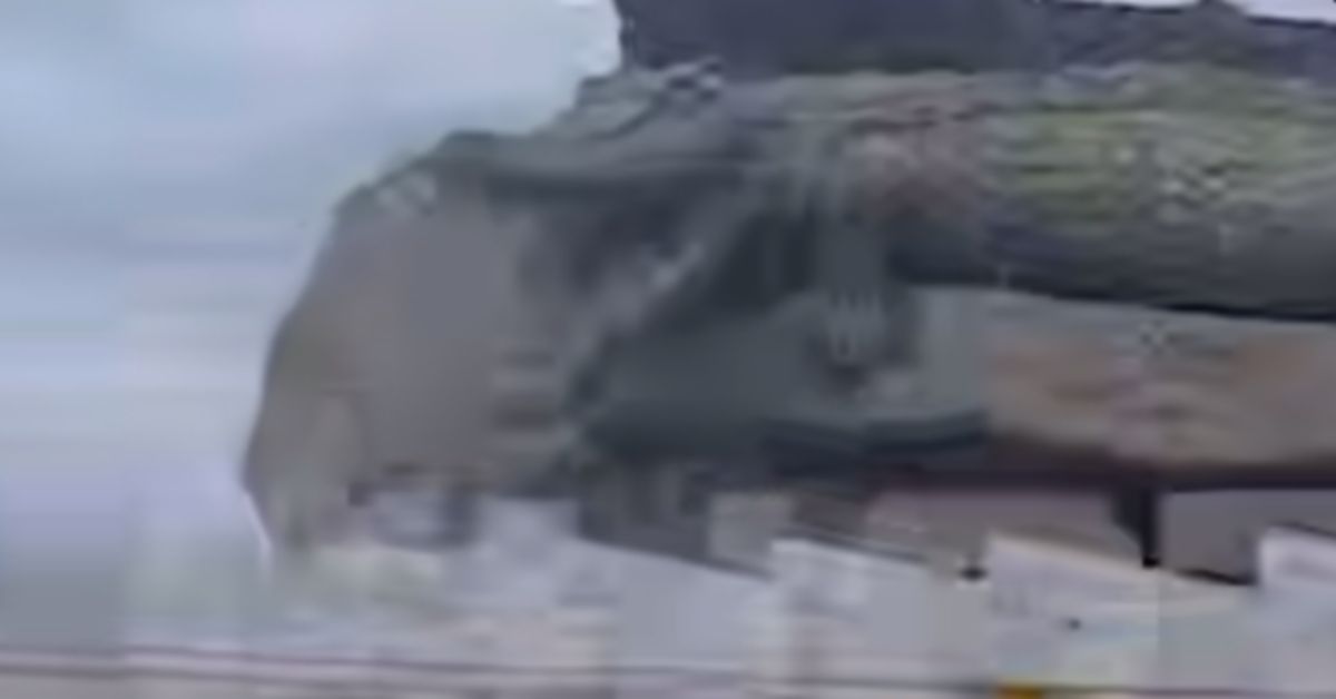 В Ейске среди ночи сгорел питомник с крокодилами. Подозревается поджог