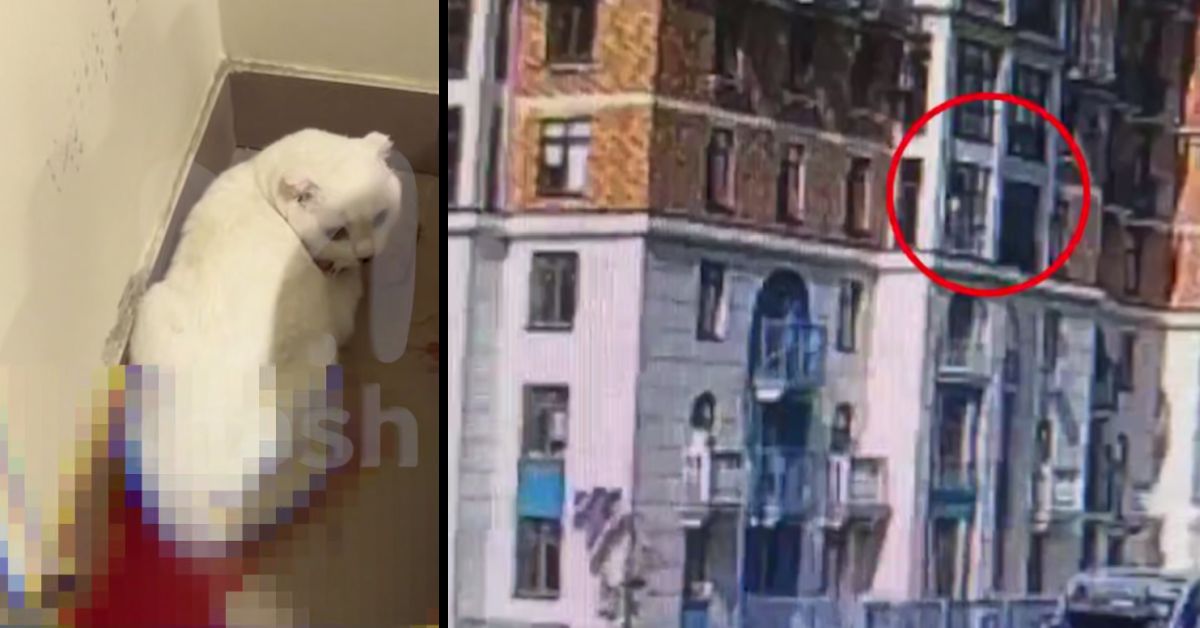 Выкинут с четвертого этажа: кот стал жертвой ссоры москвички с 70-летним бойфрендом