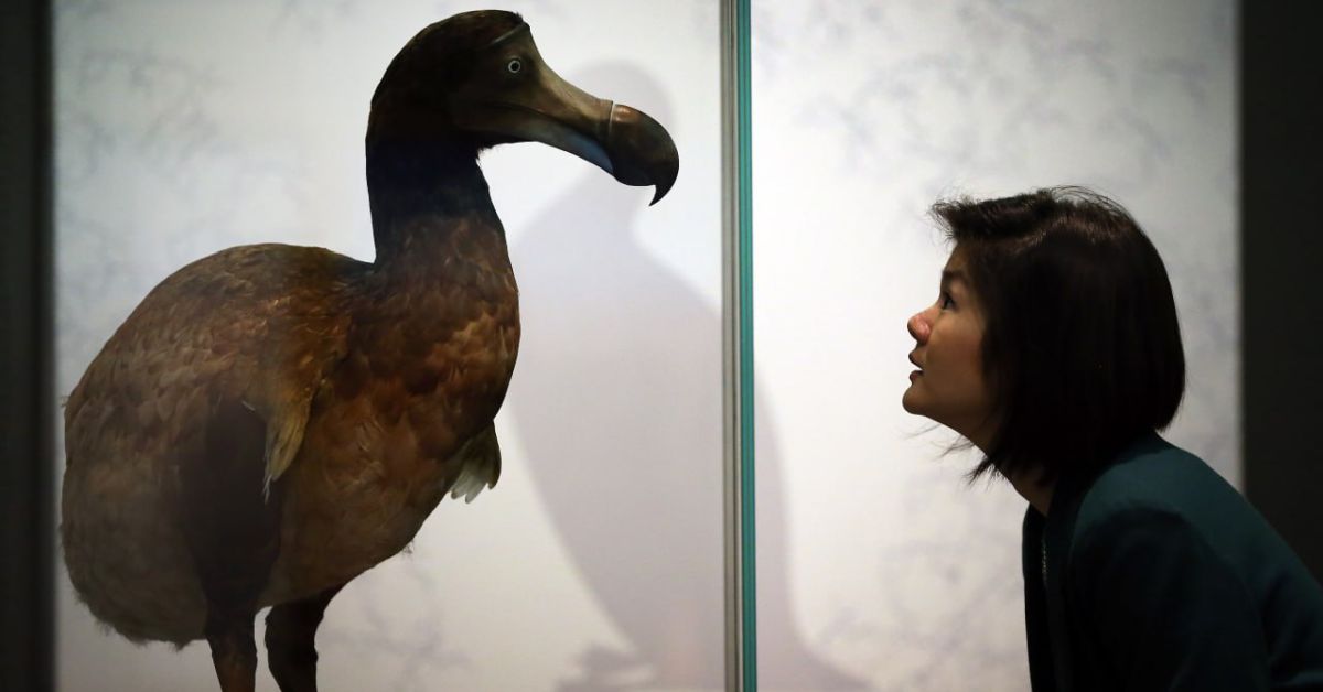 Дерзкая идея: воскресить птицу додо! Дерзкая идея: воскресить птицу додо!