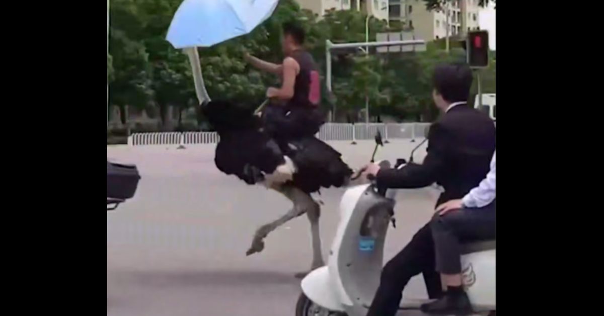 Ой, что это?! Да просто китаец ездит на страусе, а не на байке