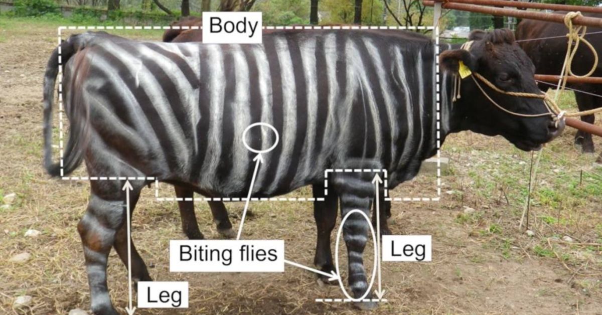 В Бостоне присудили и раздали «шнобелевки». За что нынче? В Бостоне присудили и раздали «шнобелевки». За что нынче?