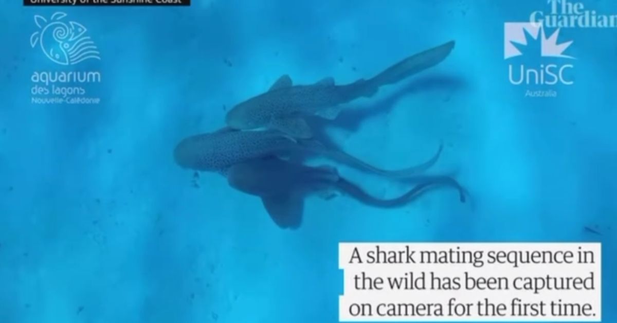 Ой, что это?! Секс «тройничком» у акул!