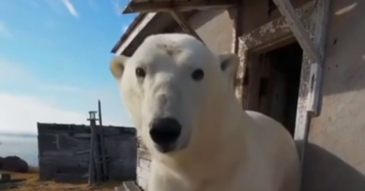 Ой, что это?! Белые медведи захватили заброшенную метеостанцию на Чукотке