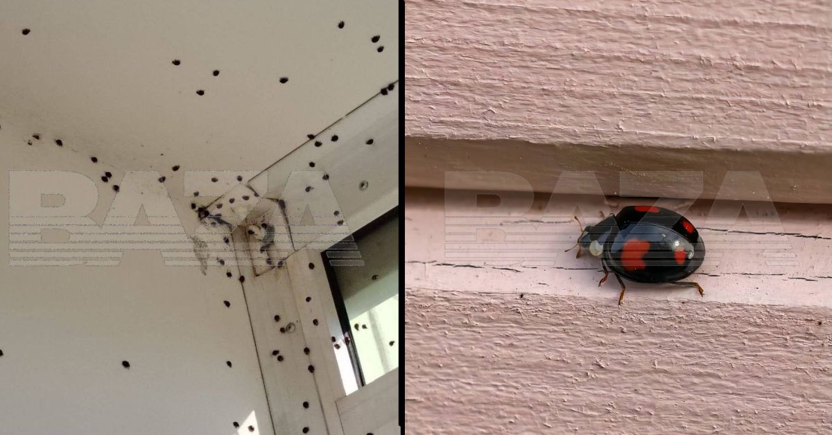 Центральную и южную Россию спецоперируют полчища божьих коровок