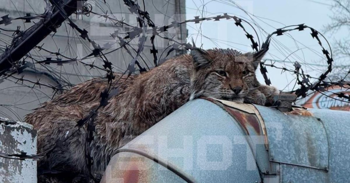 Ой, кто это?! Рысь, застрявшая в колючей проволоке