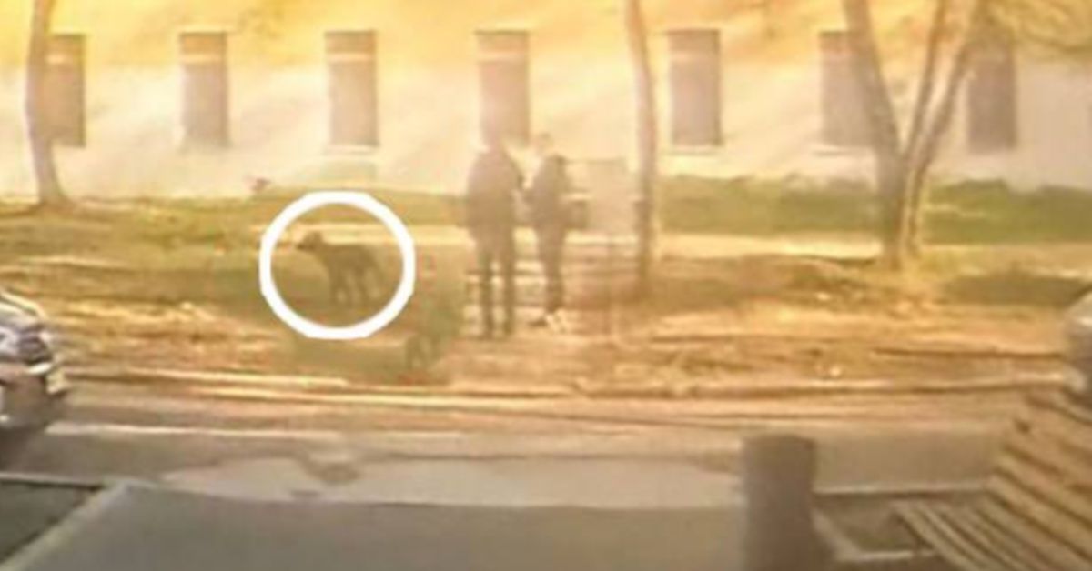 Ура: московский суд отменил штраф за неубранную собачью мочу