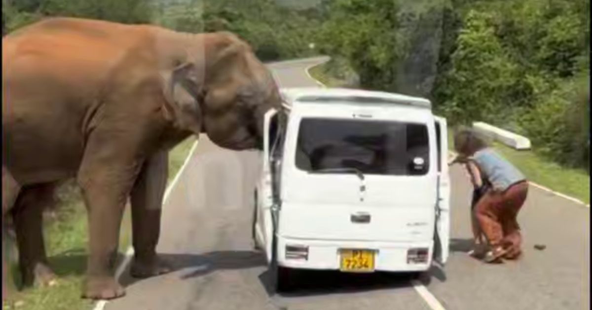 Шри-Ланка: дикий слон свирепо спецоперирует машину с туристами из России
