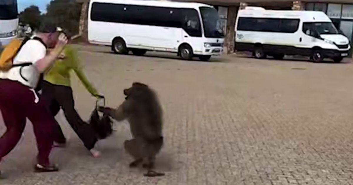 Ой, что это?! Наглый бабуин вымогает чипсы и мороженое у туристов