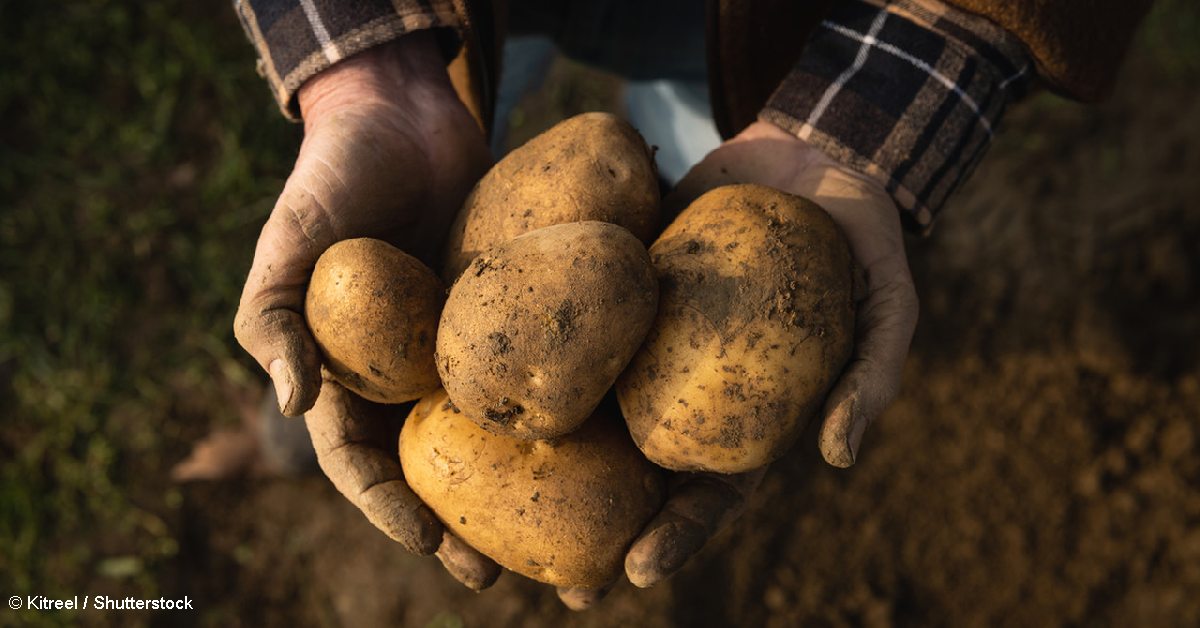 Россия скажет гневное «Нет!» недружественным картофелю и семенам