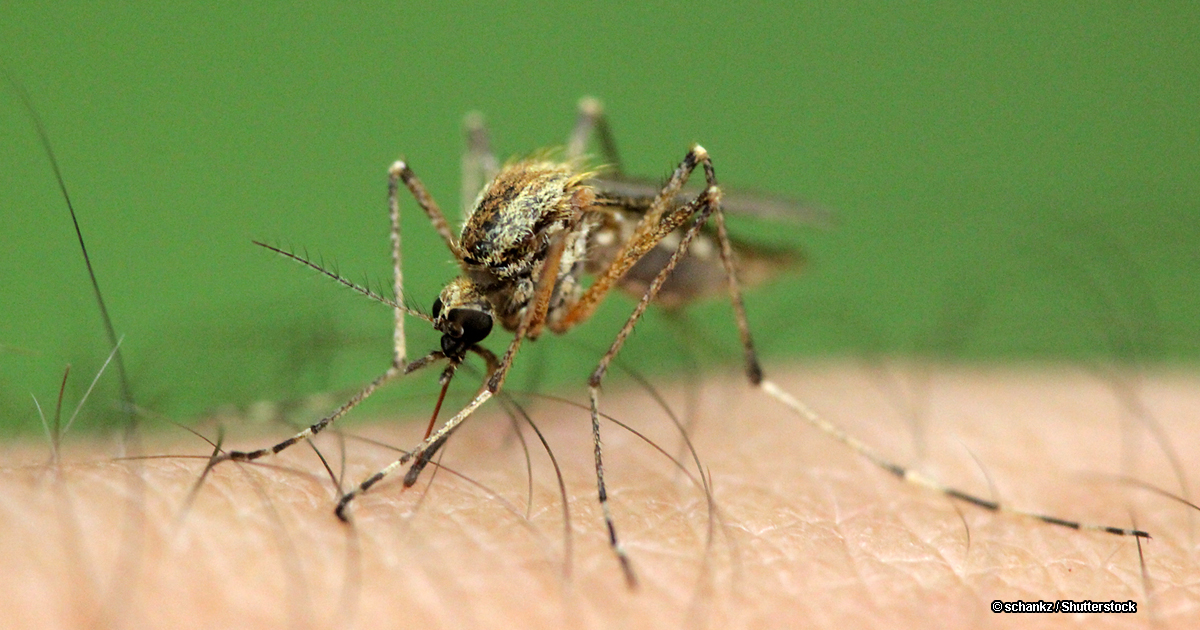 В России обнаружен первый случай лихорадки чикунгунья